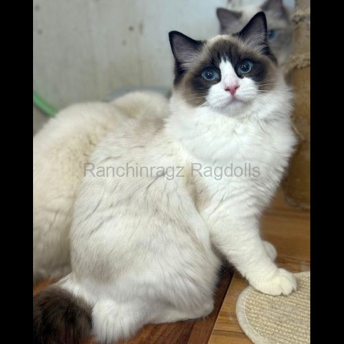 Seal Bicolor Traditional Ragdoll Cat