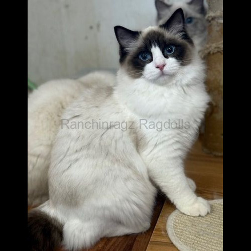 Seal Bicolor Traditional Ragdoll Cat