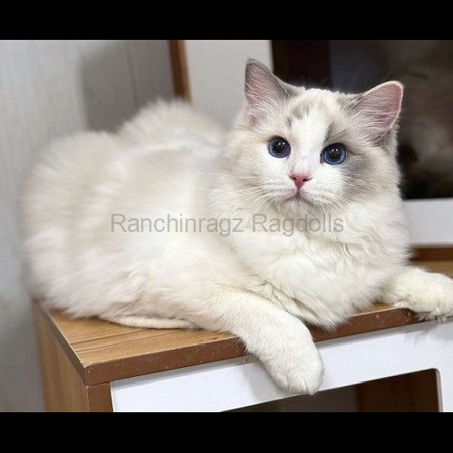 Blue Bicolor Tortie Ragdoll cat