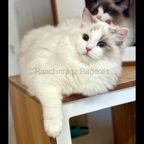 Blue Bicolor Tortie Ragdoll cat
