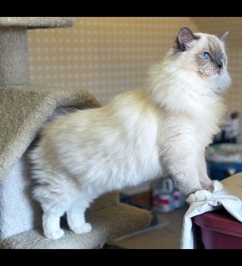 Blue Mitted Ragdoll Traditional Lines
