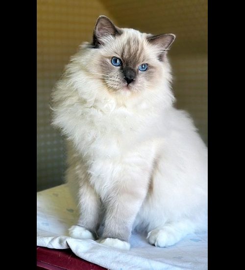 Blue Mitted Ragdoll Traditional Lines