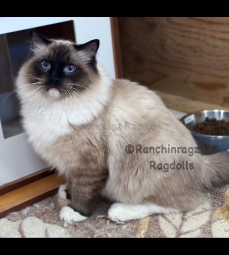 Seal Mitted Ragdoll