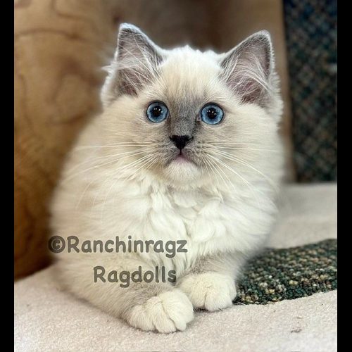 Blue Mitted Ragdoll