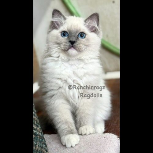 Blue Mitted Ragdoll