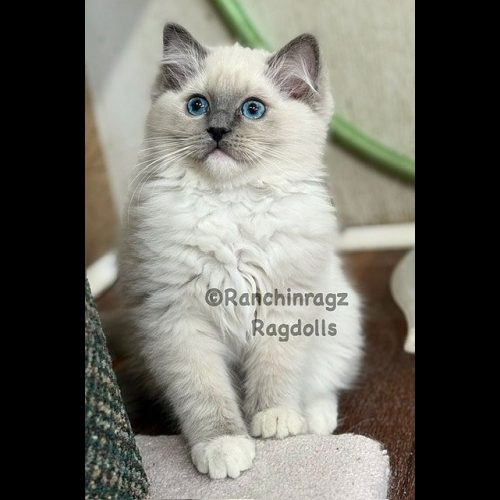 Blue Mitted Ragdoll