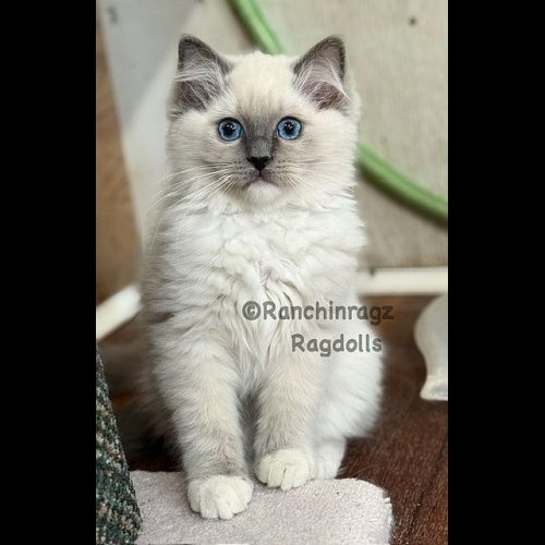 Blue Mitted Ragdoll