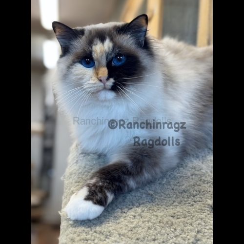 Seal Mitted Tortie Ragdoll Cat