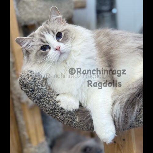 Blue Bicolor Lynx Ragdoll Cat