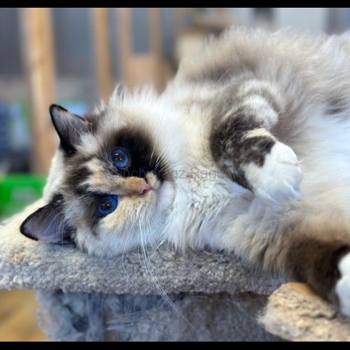 Seal Mitted Tortie Ragdoll Cat