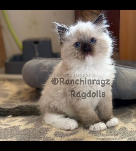Seal Mitted Ragdoll