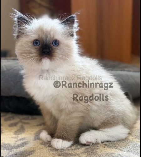 Seal Mitted Ragdoll