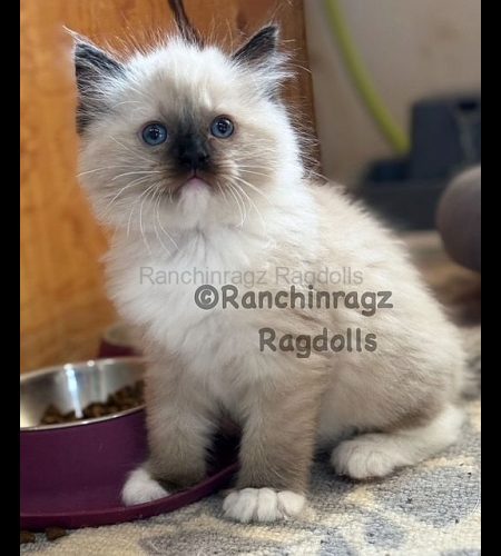 Seal Mitted Ragdoll
