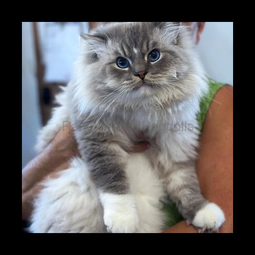 Blue Mitted Lynx Ragdoll Cat