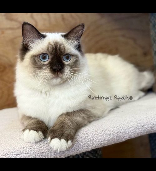 chocolate mitted ragdoll cat