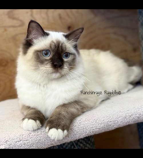 chocolate mitted ragdoll cat