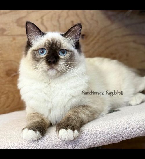 chocolate mitted ragdoll cat