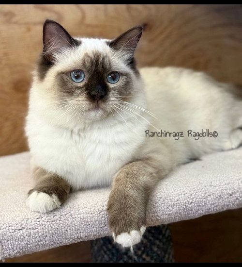 chocolate mitted ragdoll cat