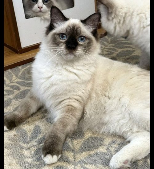 chocolate mitted ragdoll cat