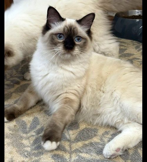 chocolate mitted ragdoll cat