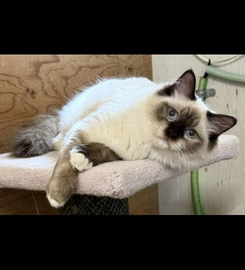 chocolate mitted ragdoll cat