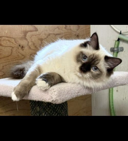 chocolate mitted ragdoll cat