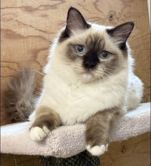 chocolate mitted ragdoll cat