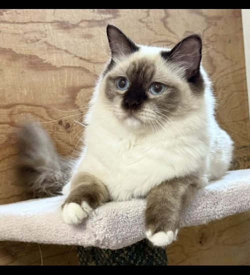 chocolate mitted ragdoll cat