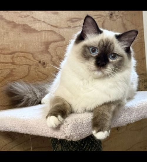 chocolate mitted ragdoll cat