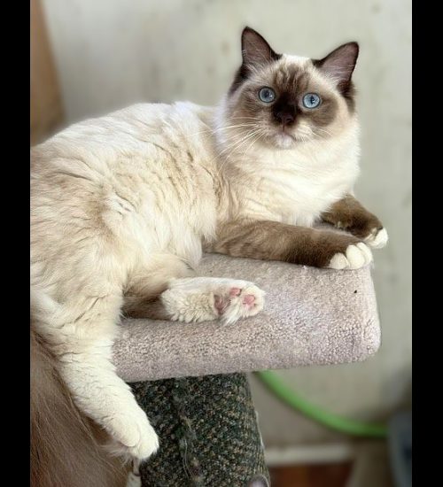 CHOCOLATE MITTED RAGDOLL