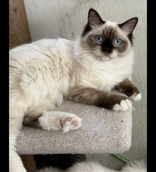 CHOCOLATE MITTED RAGDOLL