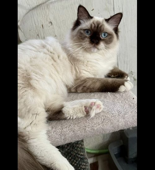 CHOCOLATE MITTED RAGDOLL