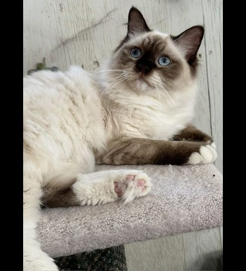 CHOCOLATE MITTED RAGDOLL