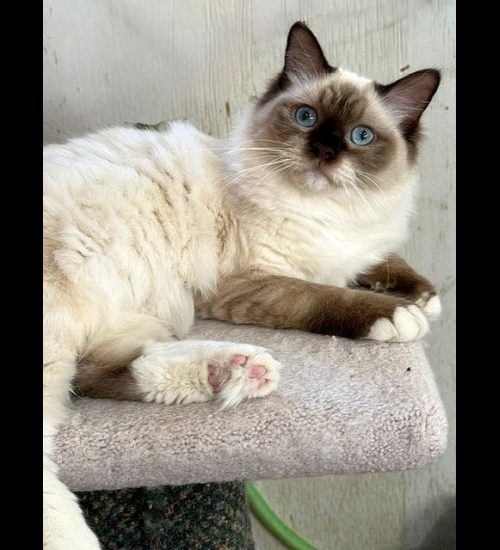 CHOCOLATE MITTED RAGDOLL